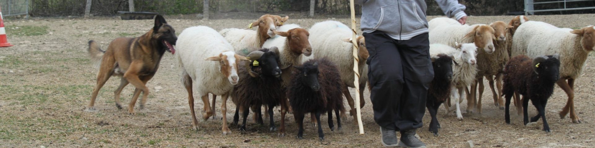 Deckrüde für Malinois, Tervueren und Laekenois